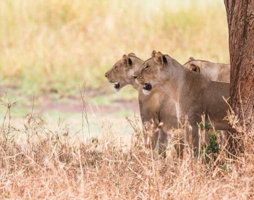 Tiere