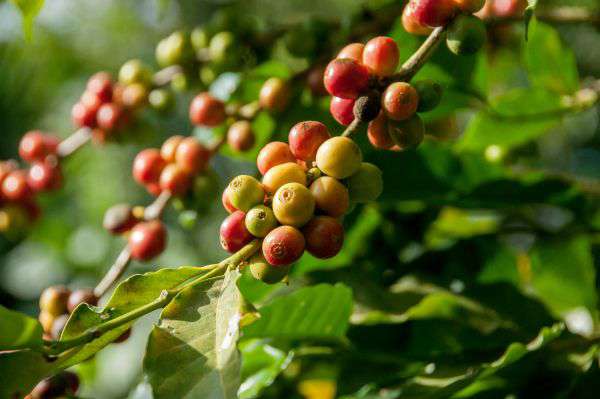 Coffee plant