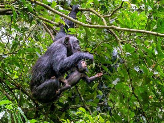 Chimpanzee in Kibale National Park