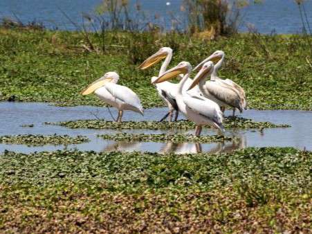 Lake Naivasha in Kenya