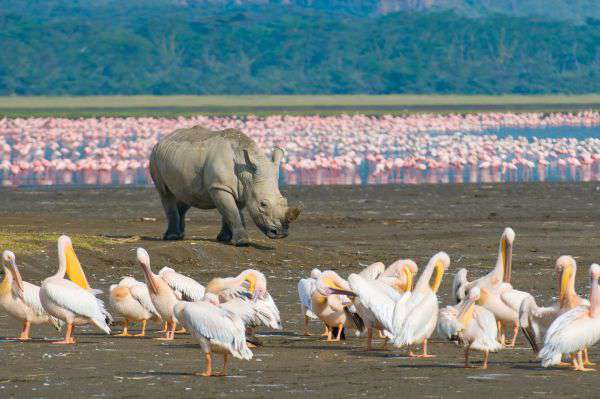 Lake Nakuru in Kenya
