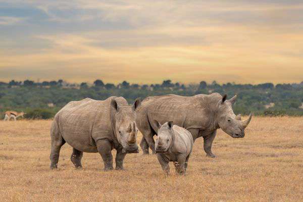 Ol Pejeta in Kenya