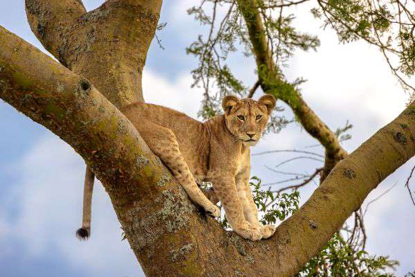 Lion on a tree