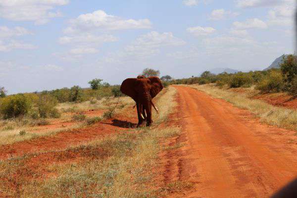 Elephant in Tsavo East National Park