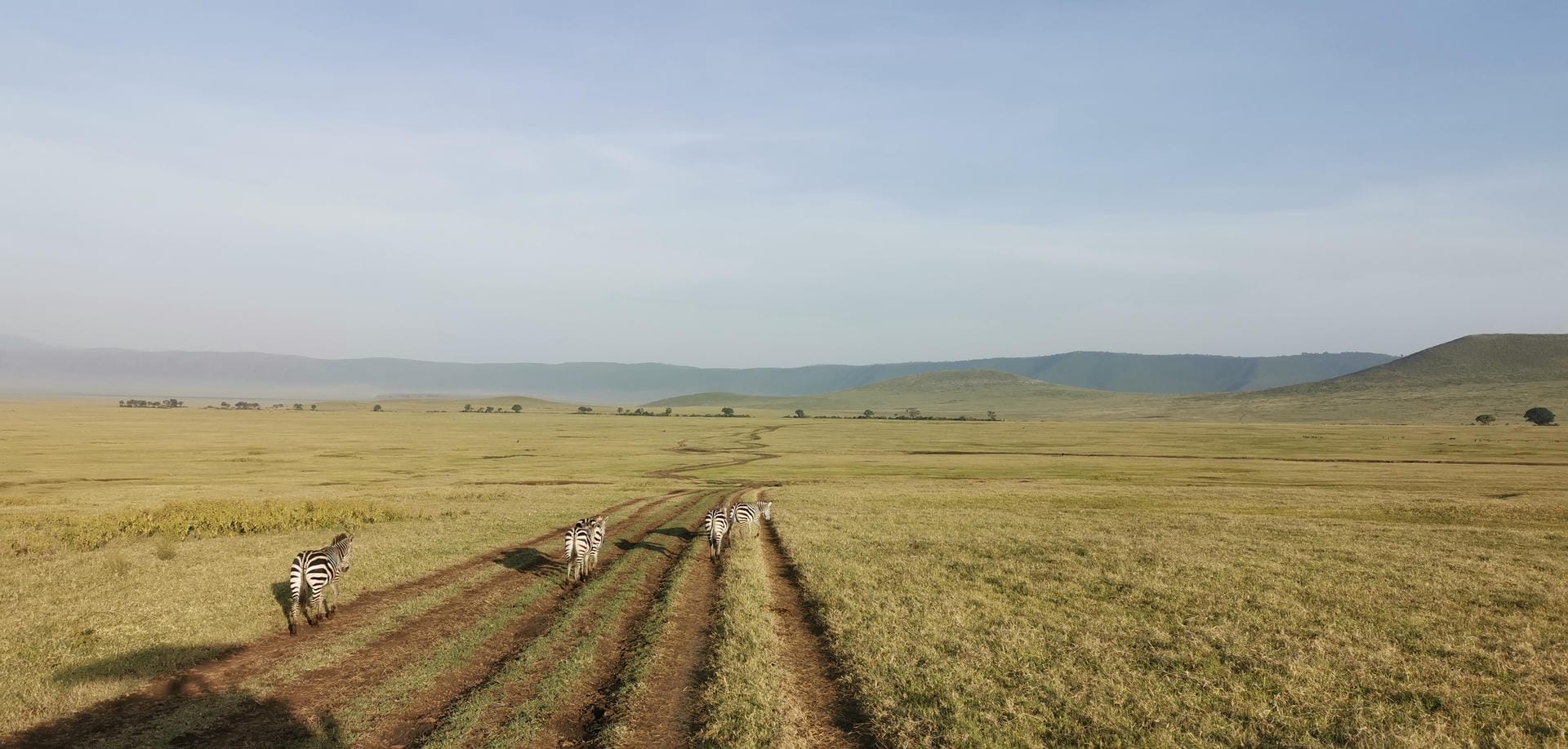 Zebras in Ngorongoro National Park
