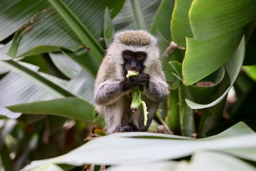 Affe im Arusha Nationalpark