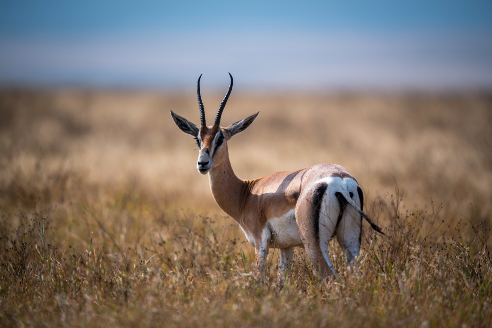 Scheue Gazelle im hohen Gras
