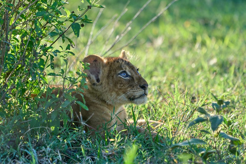 Löwenbaby im Ngorongoro Schutzgebiet