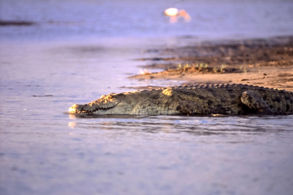 Krokodil im Rufiji-Fluss