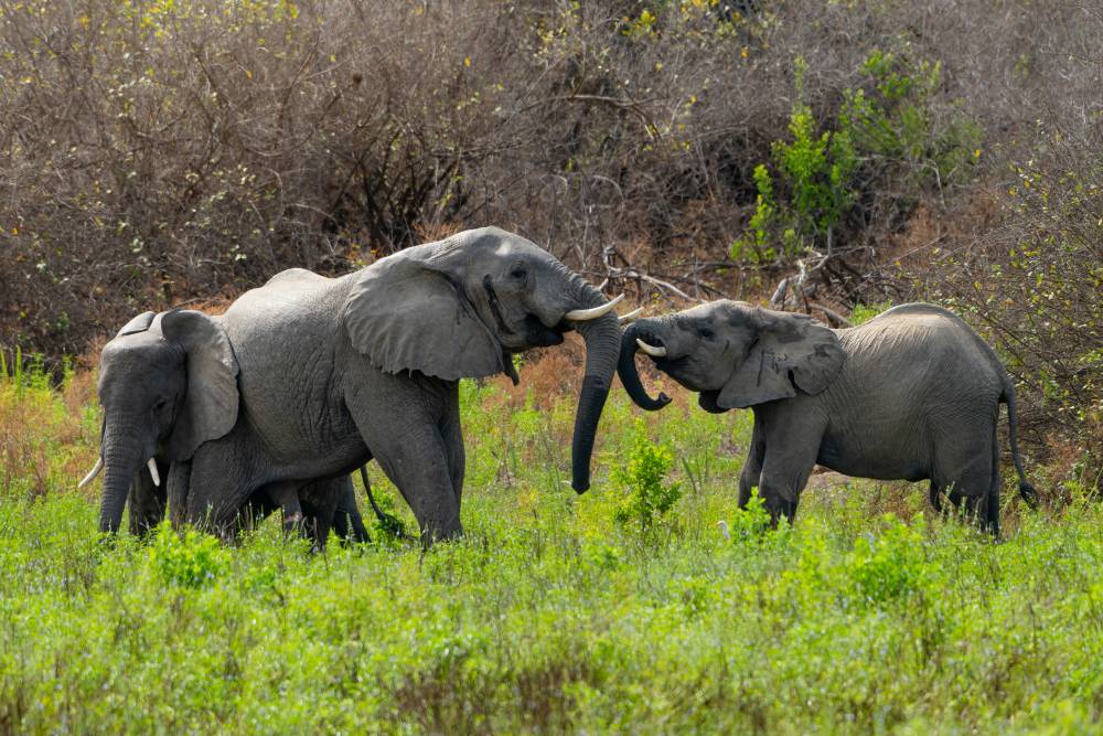 Elefanten im Nyerere Nationalpark
