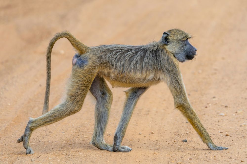 Affe im Nyerere Nationalpark