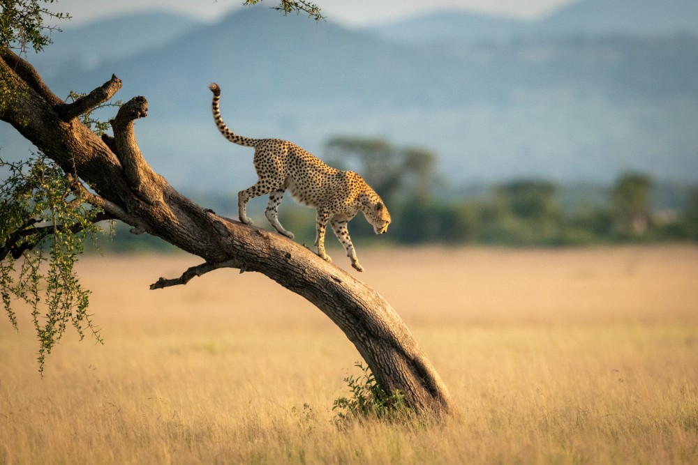 Cheetah running on a branch
