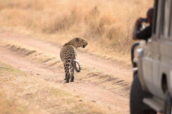 Game drive