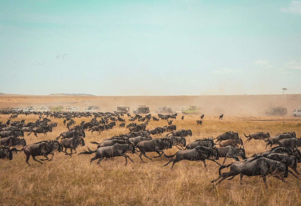 The Great Migration