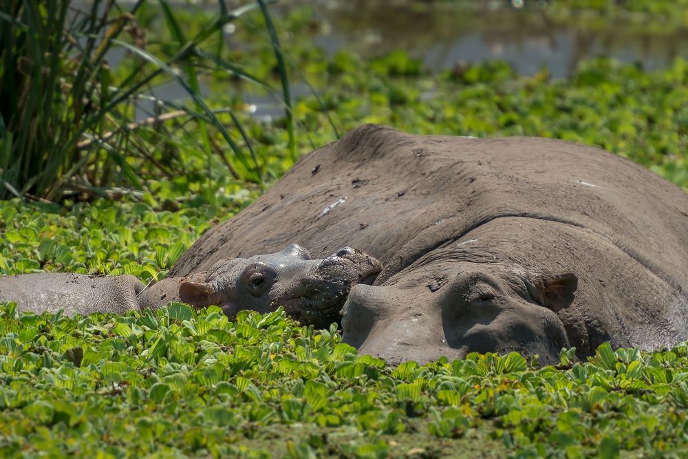 Baby hippopotamus with mother in the water