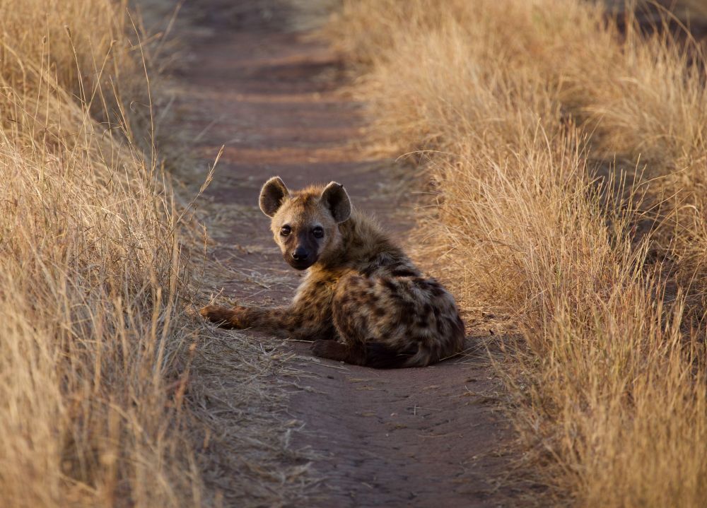 A hyena lies on the ground
