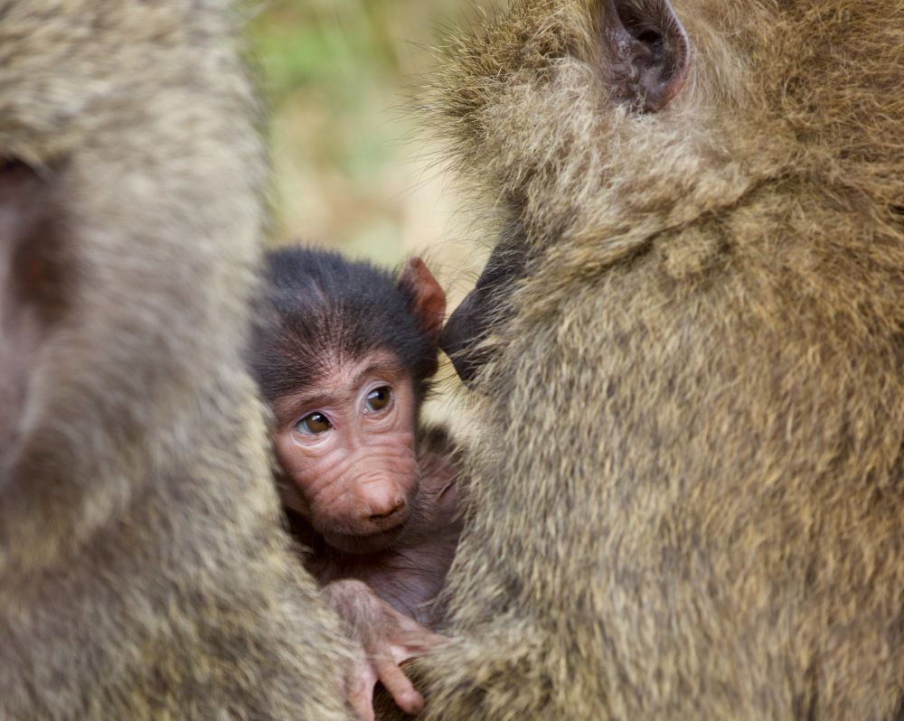 Baby monkey with its mother