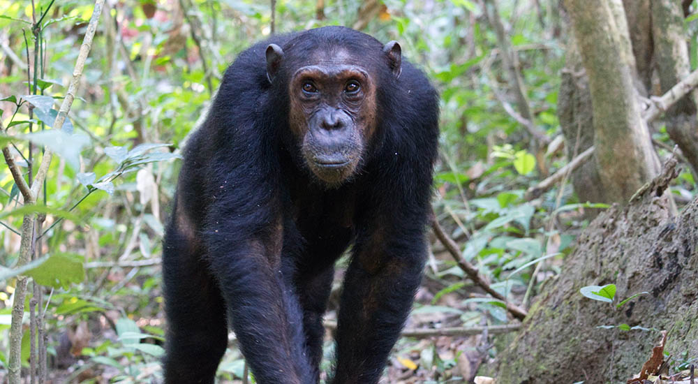 Schimpanse im Mahale Mountains Nationalpark