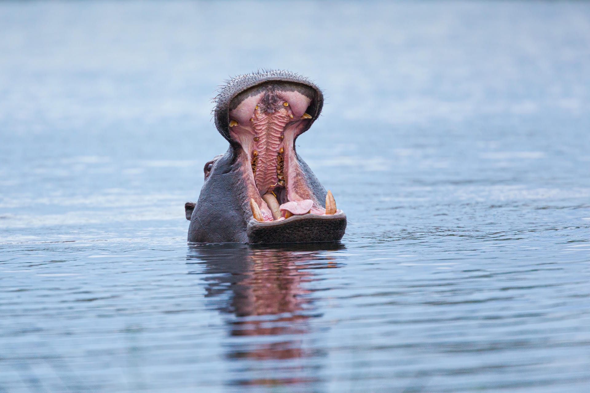 Hippo im Fluss Hippo im Fluss