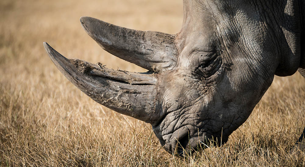 Nashorn in Tansania