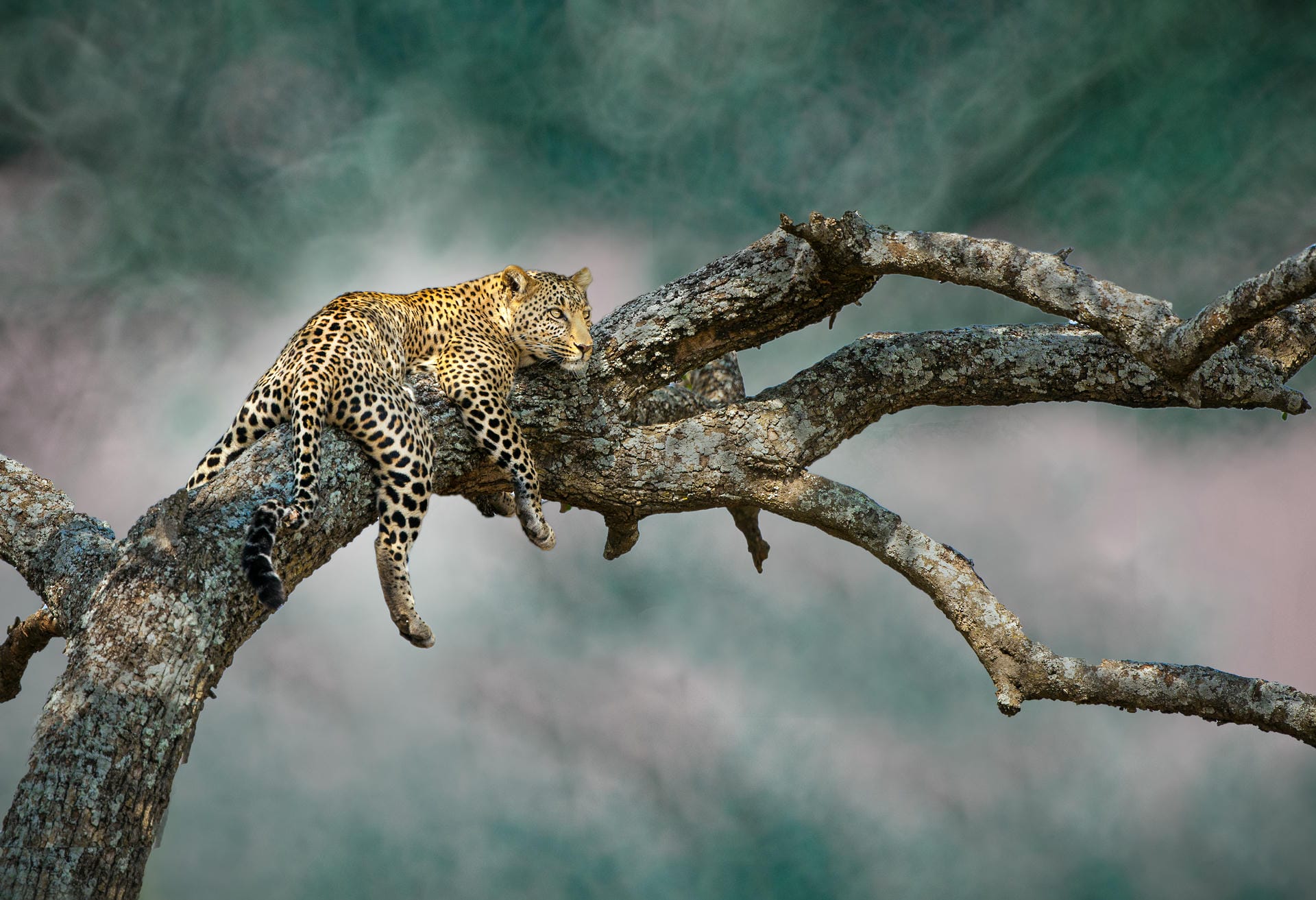 Leopard ruht auf einem Ast Leopard ruht auf einem Ast