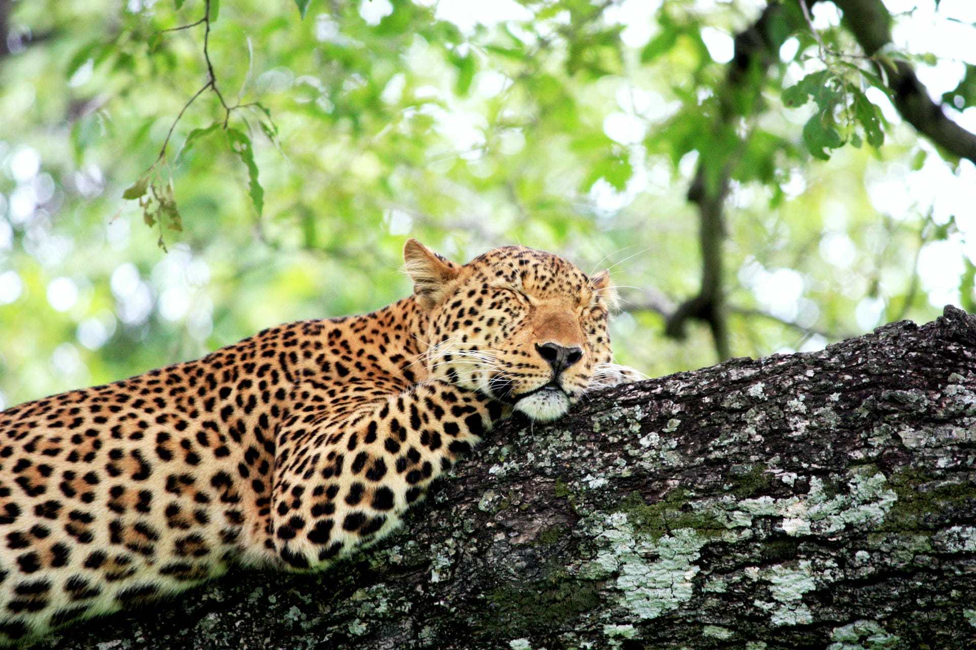 Leopard auf einem Baum Leopard auf einem Baum