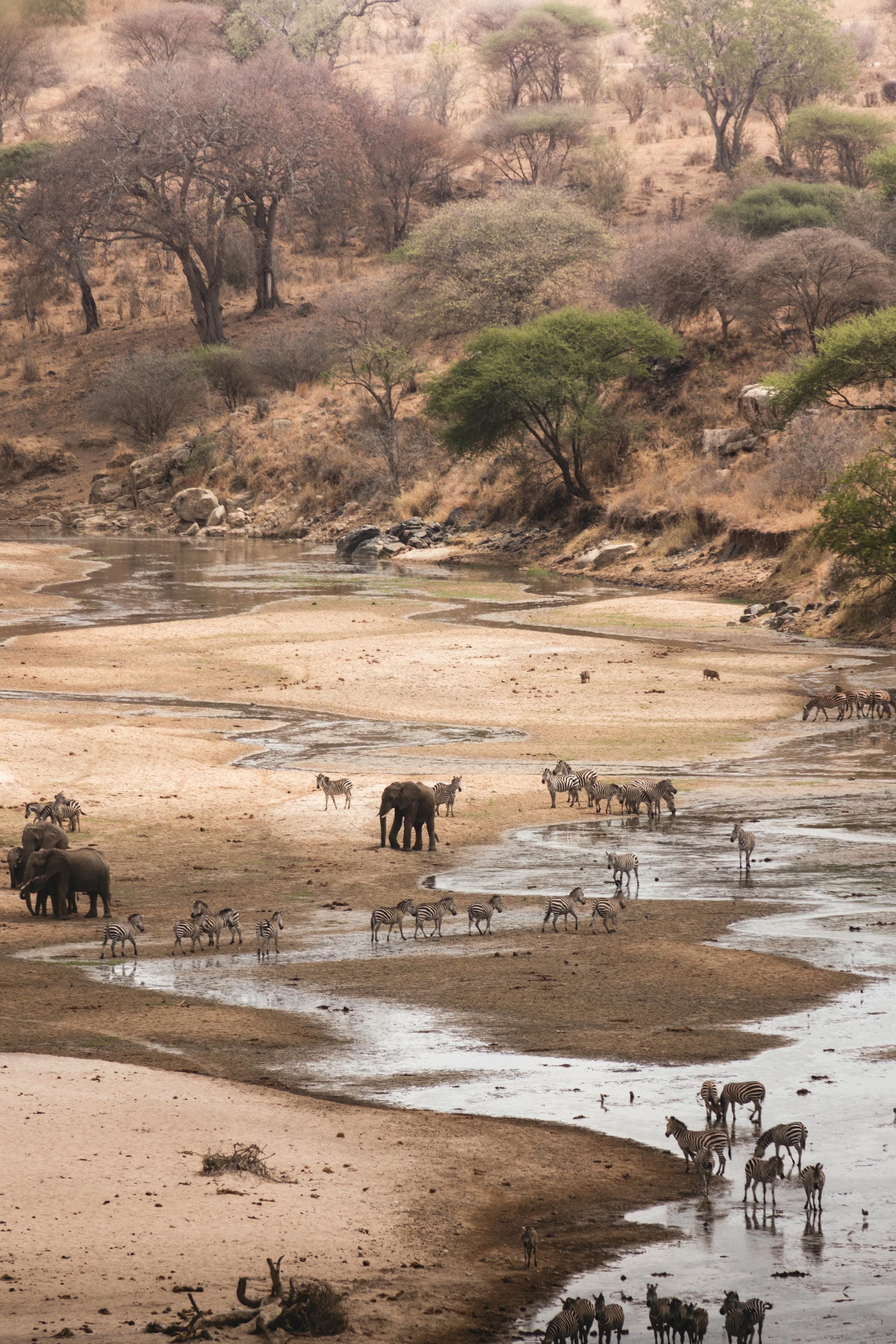 Tiere im Fluss Tiere im Fluss